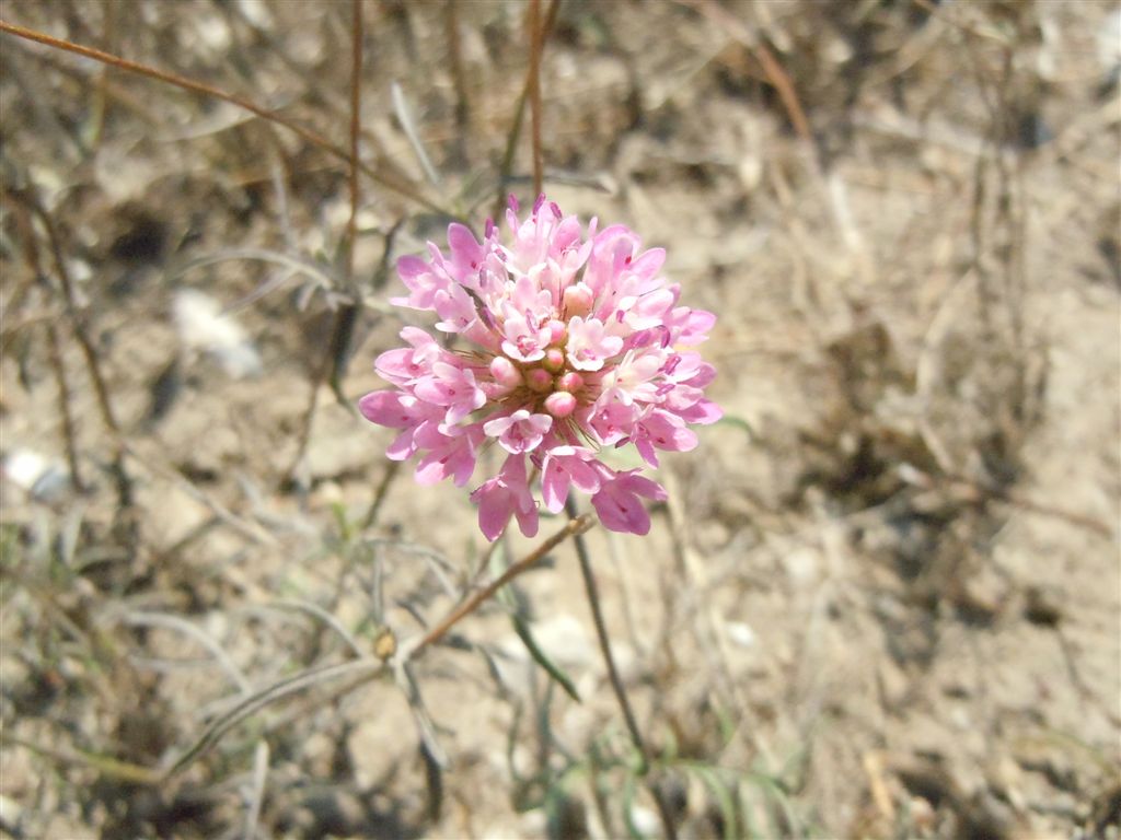 Caprifoliaceae - Scabiosa sp.